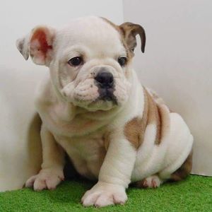 Meet your Posher, Yonda